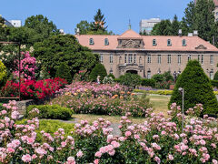 メルヘン路線でごめんなさ~い（笑）
ピンクの薔薇が乙女な感じで、札幌市資料館も優雅な佇まい(☆｡☆)
華やかな景色が目の前に広がり、まるでおとぎの国に迷い込んだかの様。

