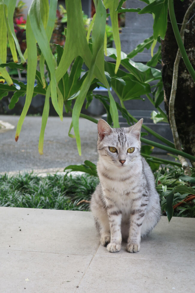 ただいま帰りました