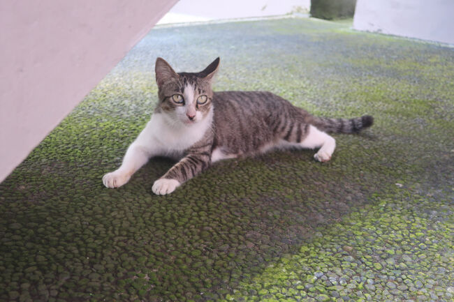 なによりこの宿、猫を数匹飼ってましてね<br />この子は「片肌脱ぎ」のシマ