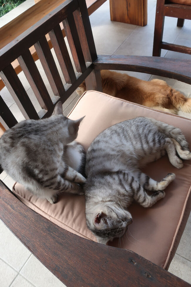 戯れていると、お犬様が「我も」と来てしまう<br />眼鏡のおじさん、みたいな優しいワンちゃんでした<br /><br />逃げ足の速い、ブチ猫ちゃんも居ましたよ