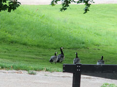 ホテルのすぐ前に、カイサニエミ公園があるので少し散歩。