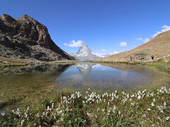 ちょうどワタスゲの季節だった。天気が良く風もなく、絶好の逆さマッターホルン日和だった。
