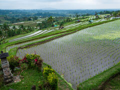 見下ろした棚田の景色。