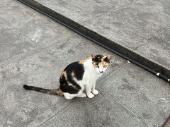 ここにもにゃんこが。