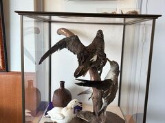 御蔵荘でアーリーチェックイン。ロビーにオオミズナギドリ(の剥製)。