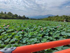 チェックアウトして、実家の母の様子を確認。
買い物に連れて行ったらしっかり我が家の分もお米を買う母。