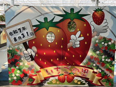 昼食後は同じく小山市内にある「いちごの里」で桃狩りと巨峰狩りを楽しみます。