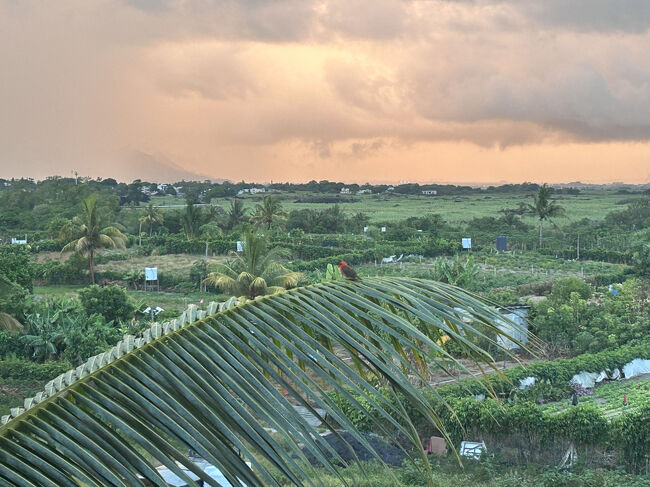 ホテルの裏は普通の農家。街中でレストランに行ったり買い物などで過ごすことはできなそうな雰囲気です。