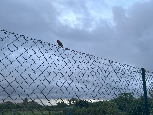 めずらしい鳥も結構いました。頭が赤い種類です。