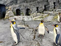 旭川動物園で一番見たかったペンギンのもぐもぐタイムが運よく見られました。
ペンギンのおなかが真っ白できれい！おなかだけでなく毛並みがつやつやで、きれいでした。毛は撥水性があるそうです。意外にどっしりしていて、重そうでした。