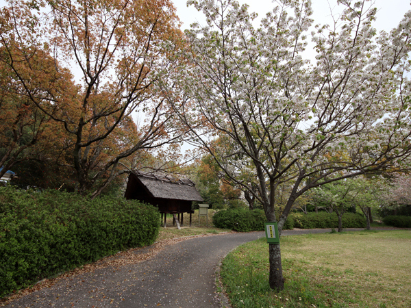 それは古墳時代前期の切妻造りの高床倉庫。<br />昭和47年、松山市「古照遺跡」で出土した建物部材で復元したものです。