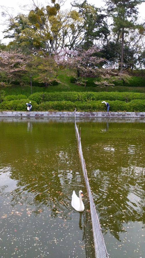 白鳥が寄ってきました。