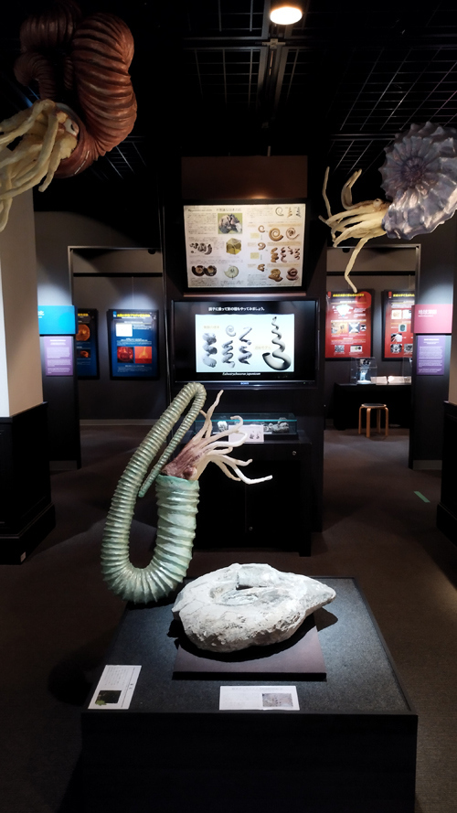 巨大アンモナイト。<br />直径約65cm、重さ約90kg。<br />サハリンのナイバ地域で約7500万年前の白亜紀後期の地層から採取されました。