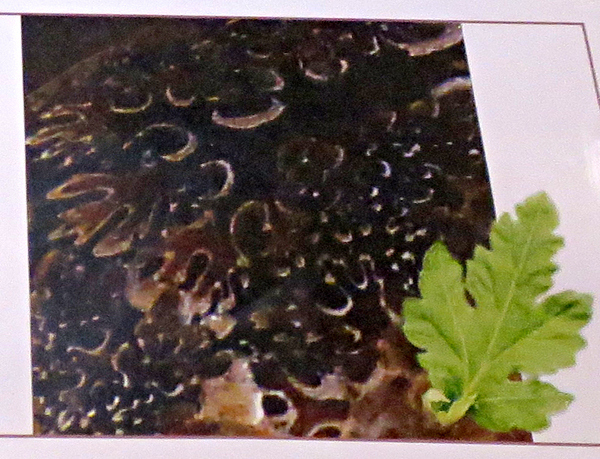 上の画像はブレて見づらいけれど、<br />外側の殻がはがれると、菊の葉のような模様が見えてくる。<br />そこからアンモナイトは日本語で「菊石」と呼ぶそうです。