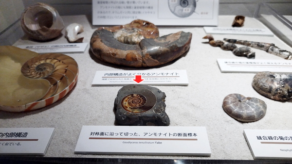 「菊石」の断面標本は、