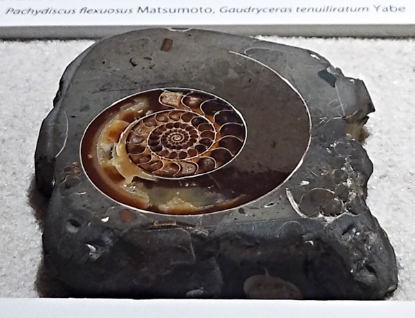 まさに自然の造形美（・∀・）