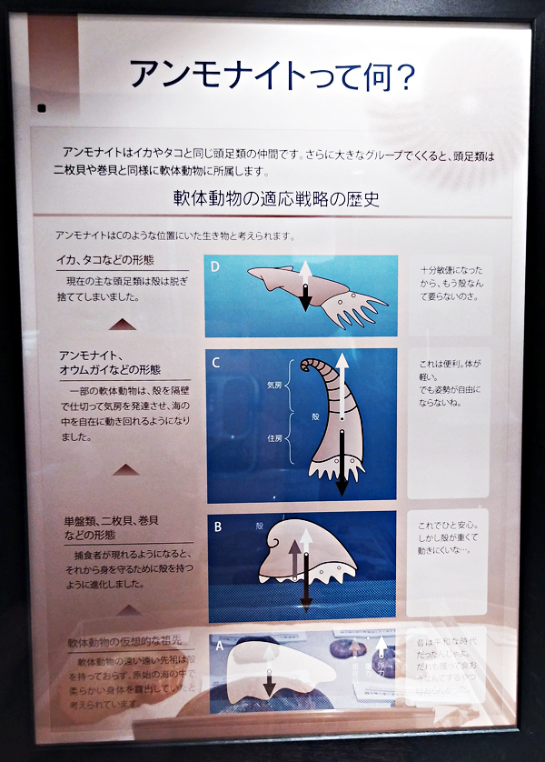 ”アンモナイトって何？”<br />そんな事、考えたこともありませんでした。<br />さすが、大学の展示。<br />問題が提示され、その答えを解説してくれます。<br /><br />アンモナイトは、軟体動物が環境に適応していった末に生まれました。<br />軟体動物の遠い先祖は殻を持たず、柔らかい身体が露出。<br />↓<br />単盤類、二枚貝、巻貝などは<br />捕食者から身を守るため、殻を覆われるように進化した。<br />↓<br />アンモナイト、オウムガイなど<br />一部の軟体動物は殻を隔壁で区切って気房が発達。<br />海中を自在に動き回れるようになった。<br />↓<br />イカ、タコなど<br />現在、主な頭足類は殻を脱ぎ捨てた。