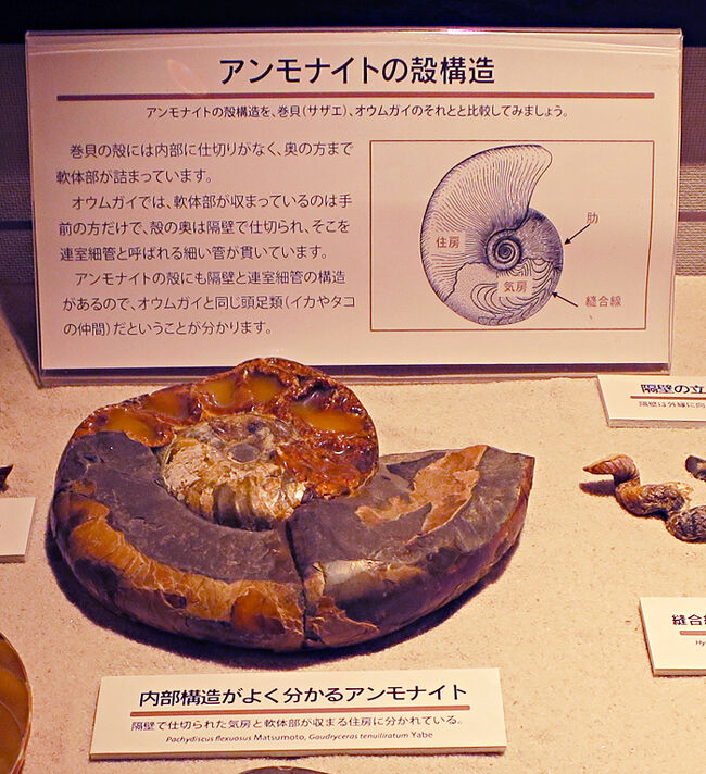 アンモナイトは気房をガスで満たし、水中に浮かんでいる。<br />気房部は軽いので上に、住房部は下になっている。