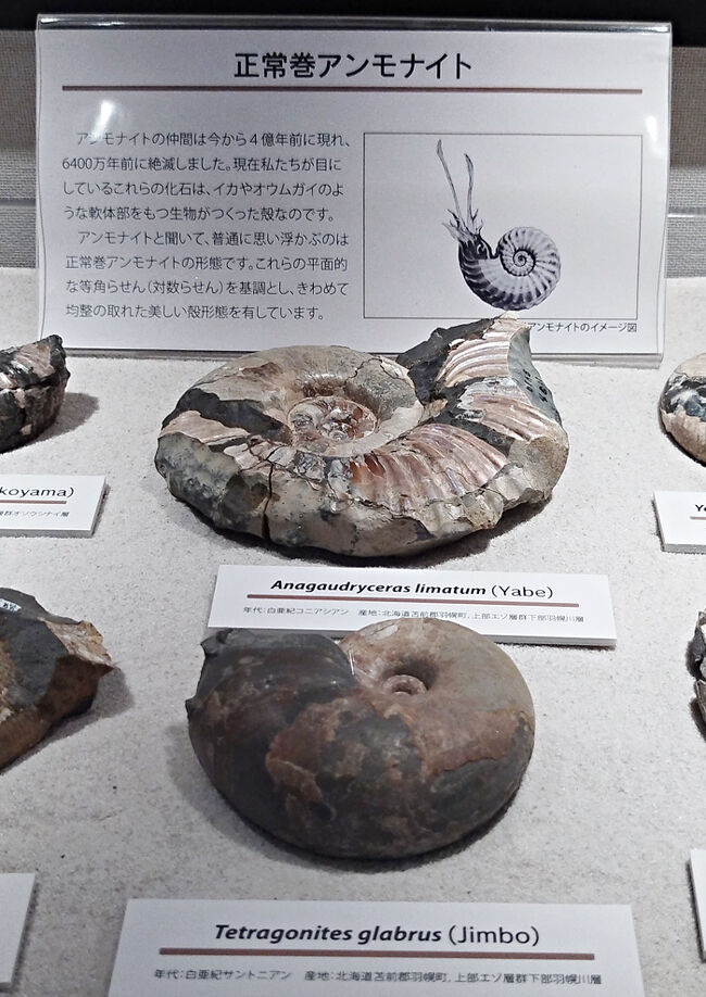 「正常巻アンモナイト」は、きれいな巻きを形成するが、