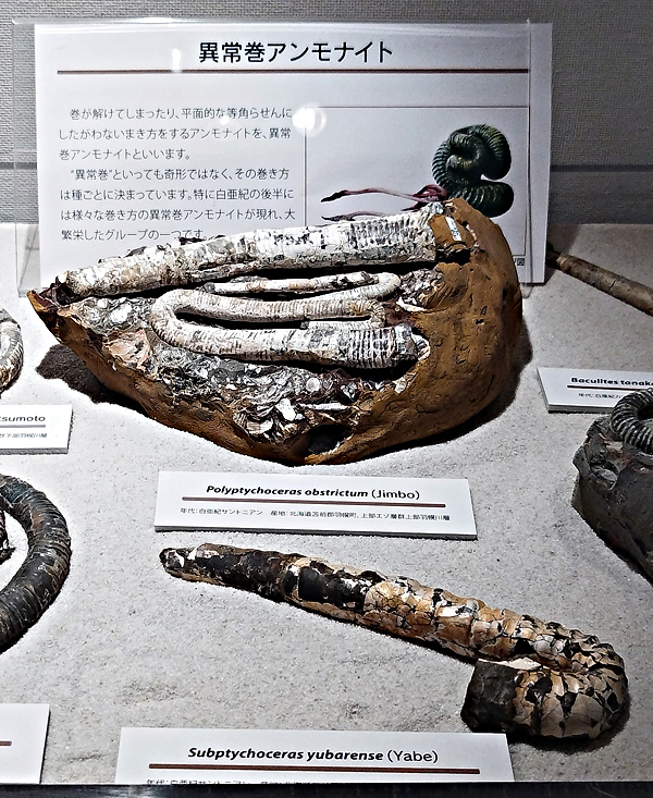 「異常巻アンモナイト」は、折りたたみ傘みたい!?<br />