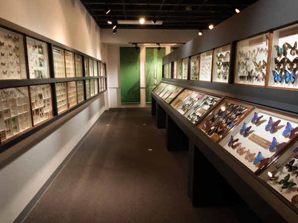 昆虫標本だけでも、この膨大な量！<br />蝶もバッタもカブト虫も、ものすごい種類が集められています。<br />しかし、じっくり見るのは無理。<br />虫は苦手なので、足早に通り過ぎ （￣▽￣；）