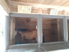 伊勢神宮の馬かな。