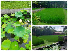 ☆Alaya Resort Ubud

朝食の後はホテル内を散策
小雨だが風は吹いていないので散歩はできる。
緑が瑞々しく映えて風情がある。