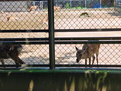 途中には神使の鹿の鹿園が。鹿島神宮というだけある（諸説あり）