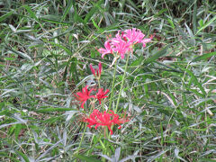 大崎園芸植物園（さいたま市緑区大崎）

ヒガンバナ（彼岸花）ヒガンバナ科 ヒガンバナ属
別名：曼珠沙華（まんじゅしゃげ）
ピンクは珍しい！
