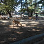 奈良観光、若草山など