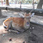 奈良観光、若草山など
