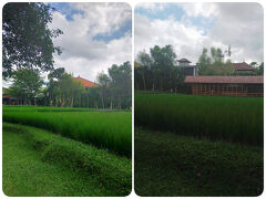 ☆Alaya Resort Ubud

朝食の後はホテル内のたんぼを散策。
とても優雅な気分になれない。