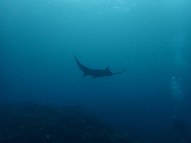 優雅に泳いでました。<br />素敵です。