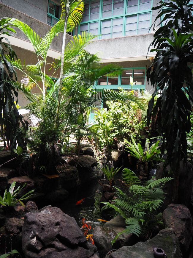 庭に鯉が優雅に泳いでいます。