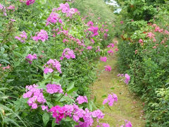 14時半までに入場しなくていけないらしく、飛行機が小一時間遅れたので焦りました。
庭主の高橋武市さんに挨拶し、熊鈴をつけて巡ります
山へ登る道へフロックスがいざなってくれました。