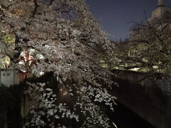 夜は桜