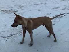 本日もワンコ達に挨拶しながらのウォーキング。