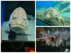 水族館に来ると、写真たくさん撮りがち。
インパクトあるものだけにした。