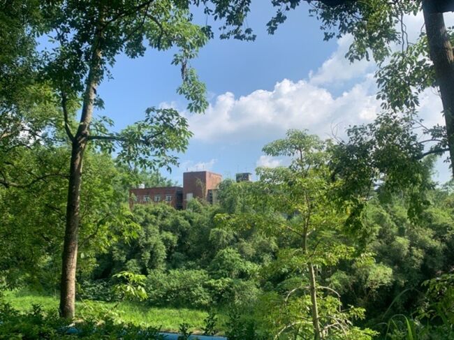 緑が豊かでした