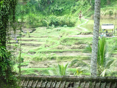 コーヒー農園を出発して、まもなく世界遺産 テガララン棚田を通り過ぎます。
でもバスは スピードを落とすこともなく、あっという間に通り過ぎ、しかも反対側の座席だったので、カメラがぶれるぶれる（笑）
なんとか おさめた１枚です。
