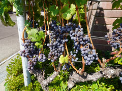 シャンモリワインにも寄りました。

