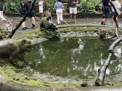 ポンチョを着こんでモンキーフォレストに移動。
入場料1000円
ここは猿が放し飼いにされているという、
スゴイところ。
でも、ホテルの庭にいたりもすると聞く。

よくわからんが、僕はその自由さに感動した。
少しポンチョを掴まれたりもしたけれど。