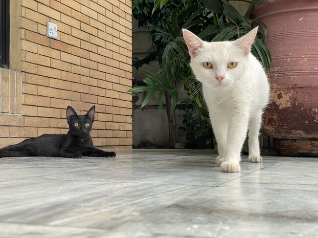 18:00<br />空港から程近い場所にあるゲストハウスで夕食を頂きます<br />ここは西遊旅行さんゲストハウスです