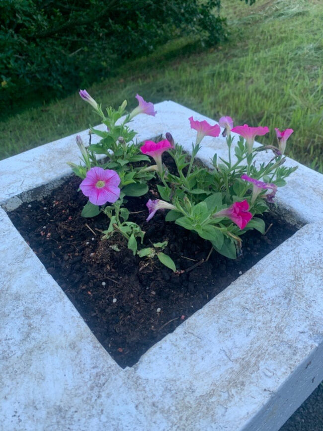 花壇もちゃんとしていました