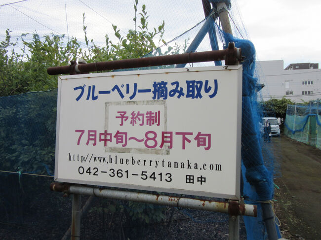 一定期間実施したら小さな実が大きくなるまではお休する等、来園者が狩るのに苦労しない様に配慮されています<br />その分、不定期開催なので予約は必須です<br /><br />※4トラの仕様変更があった様で同箇所の過去の口コミが<br />　下記にリンクされなくなりました。<br />　なので自分の口コミのURLを添付します<br />　https://4travel.jp/dm_shisetsu_tips/11765080