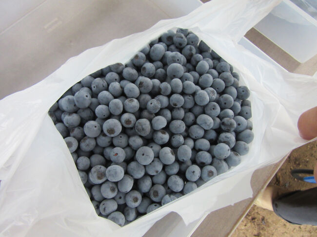 写真は1バケツ分、これで\2,000-とは本当にリーズナブルです<br />我家は家内と二人で2バケツ分狩りました<br /><br />そのまま食べても十分に甘く美味しいので、狩ってる最中も、採って食べ、採ってバケツへ、採って食べ、園内食べ放題なので沢山頂きました♪<br /><br />我家では持ち帰ったブルーベリーは<br />数日間は、小皿に乗せそのまま頂き<br />一部はジャムにし<br />その後はヨーグルトに乗せ、自家製ブルーベリージャムをかけて頂きます。<br /><br />最終的には凍らせフローズンブルーベリーとして、細々と来年まで食いつなぎます（笑）<br /><br />此処に通うまではブルーベリーはジャムにしないと（生でもジャム等をかけないと）酸っぱくて食べられないと思っていました<br /><br />ところがどっこい、生のブルーベリーがこんなにも甘く美味しい事をと知りました。それからはもうゾッコンです?<br /><br />本当にお勧めですよ～<br /><br />※つたない文章＆写真に最後までお付き合い頂きましてありがとうございました