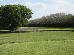 田島ケ原サクラソウ自生地（さいたま市桜区さくら草公園内）
サクラソウ（桜草） サクラソウ科サクラソウ属の多年草
4月から5月に、桜に似たピンク色の可愛いらしい花を咲かせます。