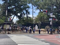 バスはSuica使えました。
「近鉄奈良駅前」が近かったのですが、間違えて「県庁前」まで行ってしまったので歩いて戻ります。
バスを降りたら、早速鹿が。