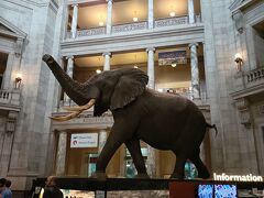 途中「リフレッシュメント」？みたいな名称の軽食を売っている所でホットドッグを食べ(美味しく無かった…)、またまた頑張って徒歩で自然史博物館まで来ました。…博物館の外観撮り忘れた(⁠T⁠T⁠)…有名なゾウさんがお出迎え。館内の案内図は日本語バージョンもありました。もらう場合は1ドル寄付してくださいとの事でした。