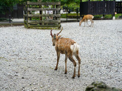 弥彦神社へ到着です

入り口付近には鹿がいます